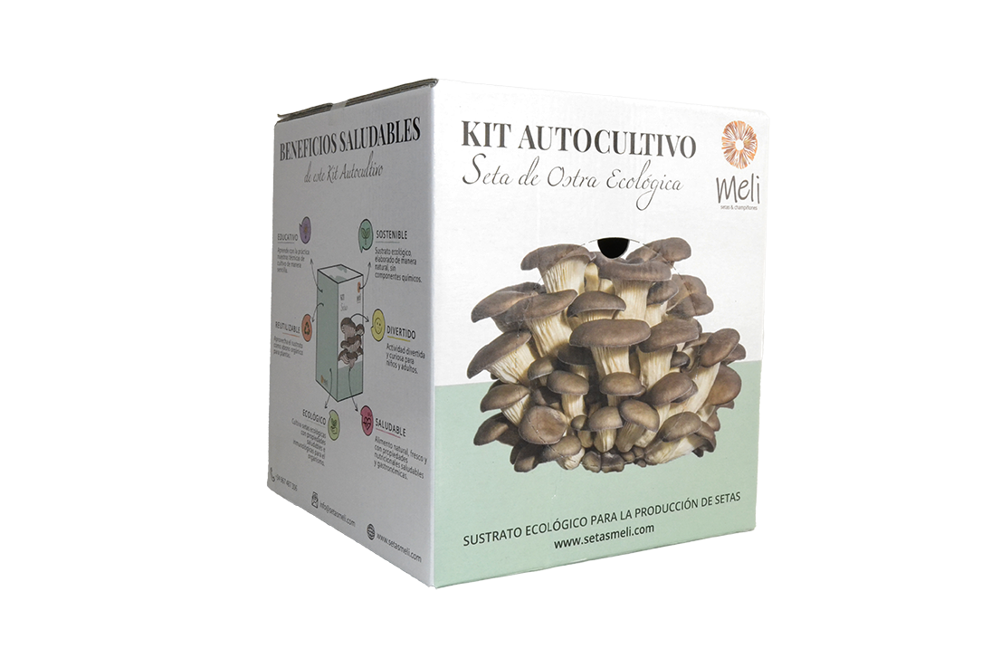 Kit Autocultivo Setas Ecológica Ostra