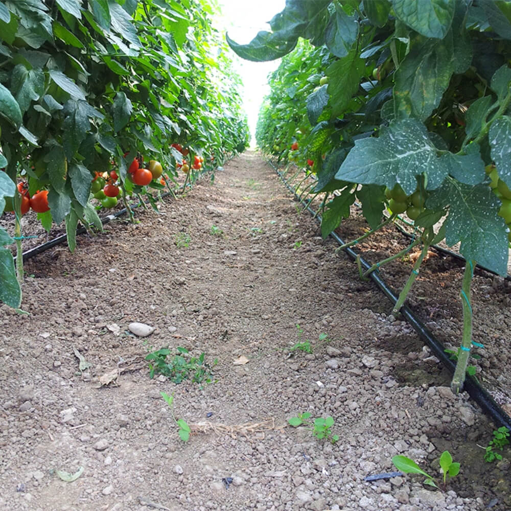 Tubería Agrícola Polietileno (10 BAR; P32). Rollos de 100m - Imagen 2
