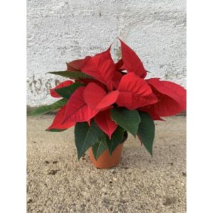 Flor de Pascua – Poinsettia – Maceta 10,5 cm
