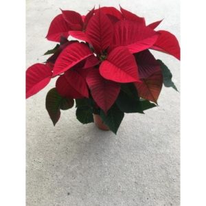Flor de Pascua – Poinsettia – Maceta 14 cm
