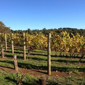 Tutor Madera con Punta 250×9,5 Novedad 2023