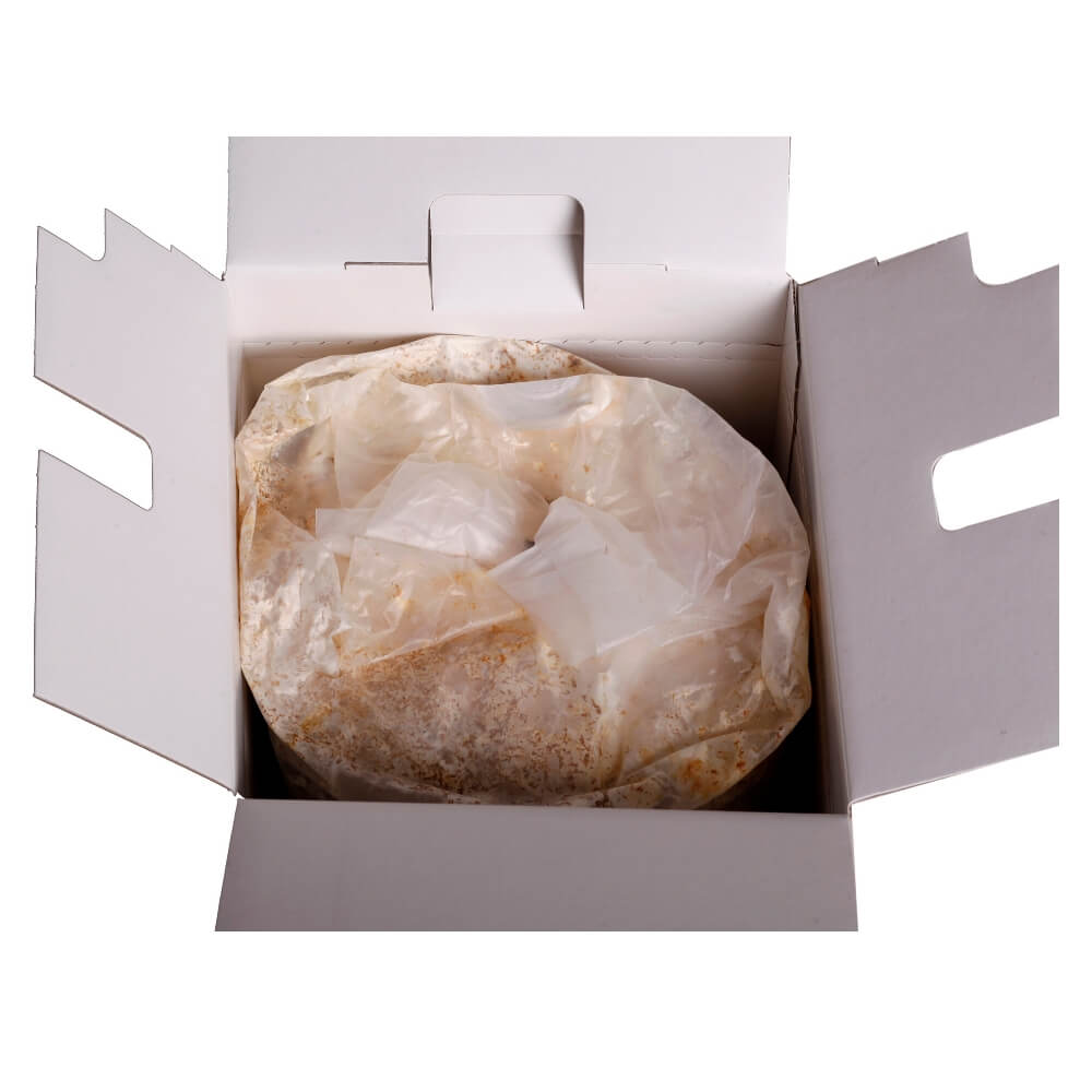 Kit Autocultivo de Setas de Cardo Blanco - Imagen 6