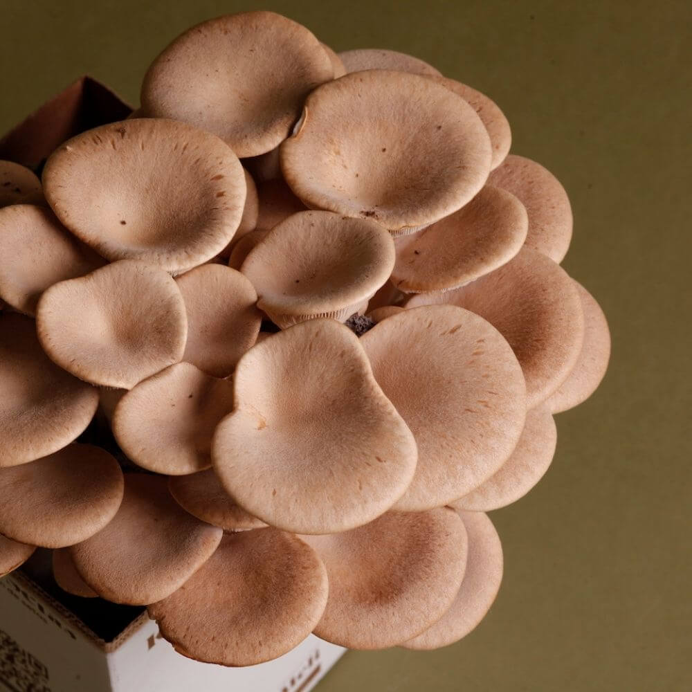 Kit Autocultivo de Setas de Cardo Blanco