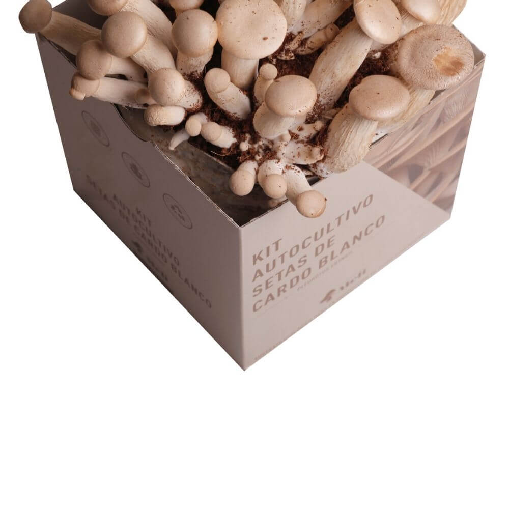 Kit Autocultivo de Setas de Cardo Blanco - Imagen 3