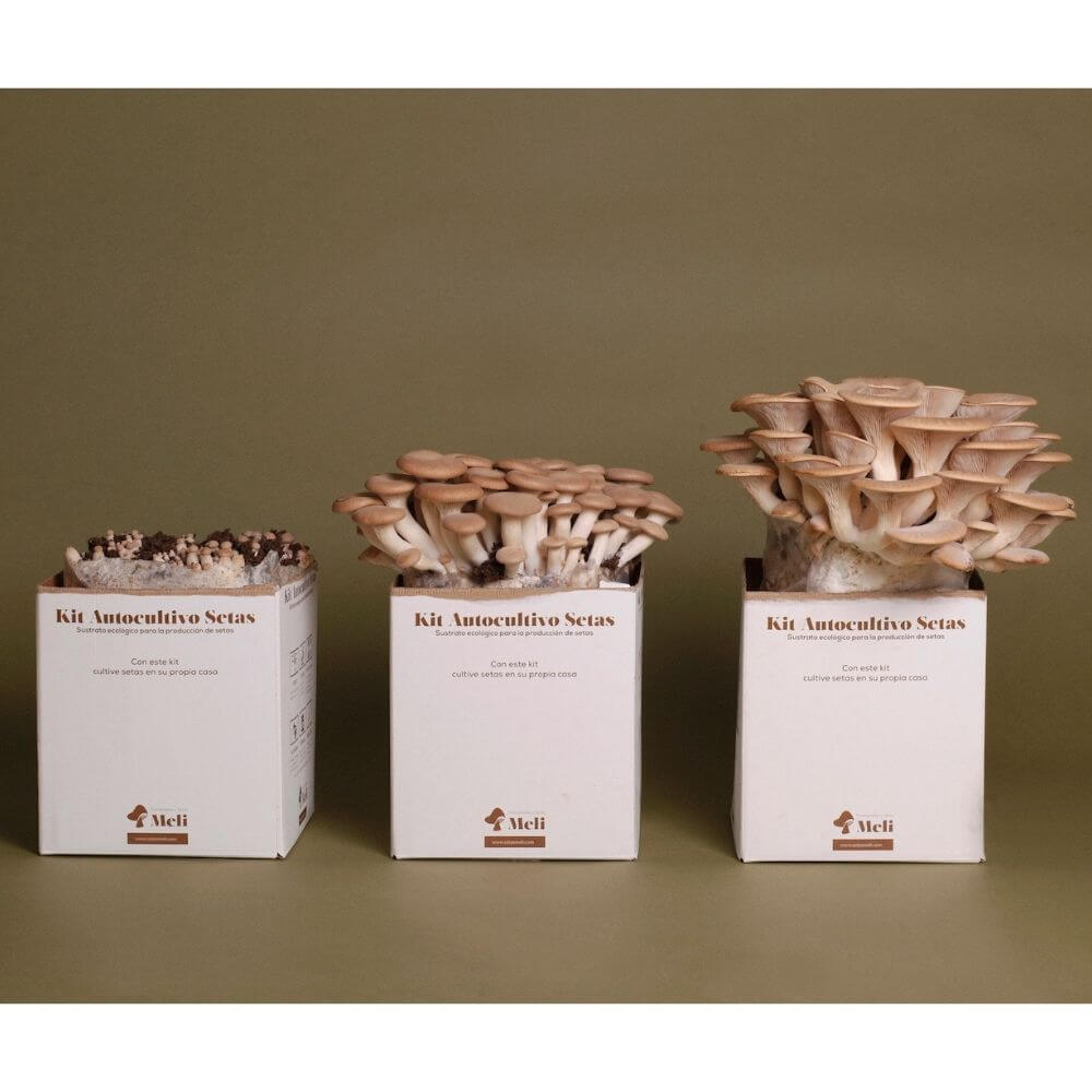 Kit Autocultivo de Setas de Cardo Blanco - Imagen 4