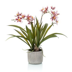 Oncidio color burdeos, con base frondosa de hojas verdes y jardinera de cerámica. Altura 45cm (MINI). 4 uidades