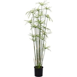 Planta CYPERUS, DE 150 cm de altura, incluye macetero básico de 19,5 cm