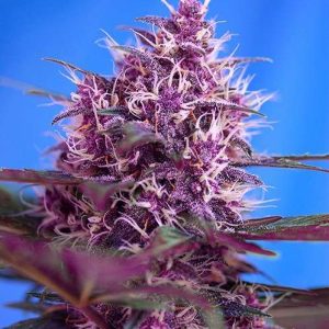 Red Poison Auto de Sweet Seeds