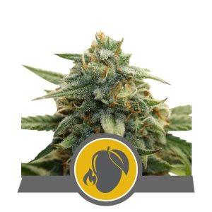 Mango Crunch Regular