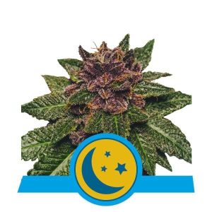 Purplematic CBD Auto