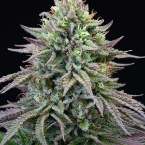 Cherry Cooks feminizada de Cookies Seed Bank